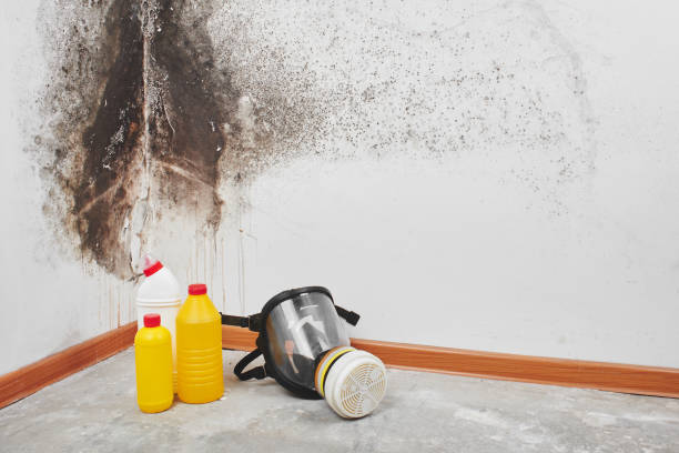 Best Black Mold Removal  in Cornersville, TN