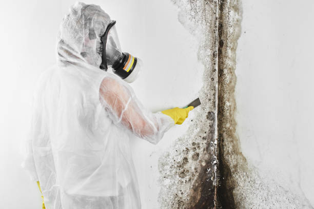 Best Mold Testing  in Cornersville, TN