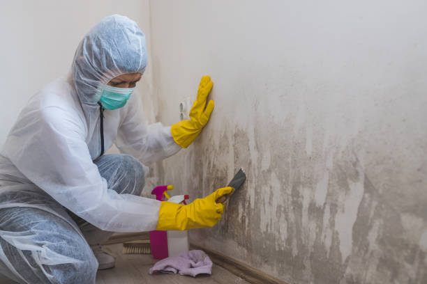 Best Certified Mold Removal  in Cornersville, TN