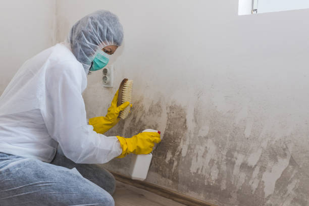 Best Crawl Space Mold Removal  in Cornersville, TN