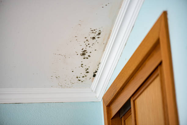 Best Office Mold Removal Services  in Cornersville, TN