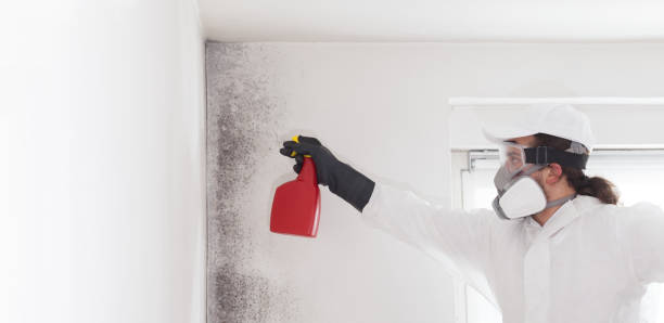 Professional Mold Removal in Cornersville, TN