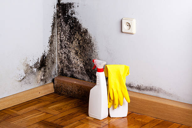 Best Emergency Mold Removal  in Cornersville, TN