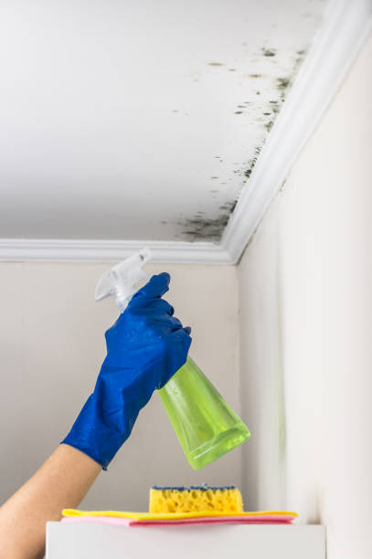 Cornersville, TN Mold Removal Company