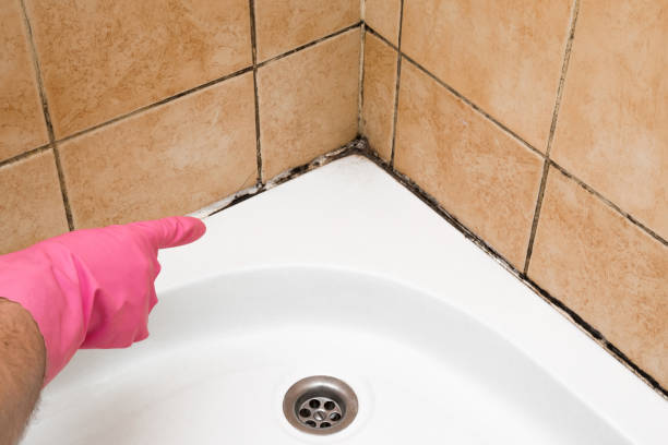 Best Local Mold Removal Service  in Cornersville, TN